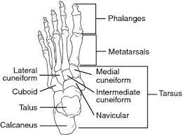 Root Of Foot Foot Bone Anatomy Medical Terms Medical Dictionary