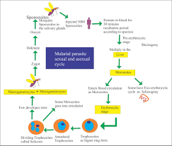 March 8, 2012 by malaria q&a leave a comment. Malarial Parasite Part 2 Plasmodium Falciparum Mp Falciparum Black Water Fever Labpedia Net