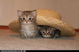 Photo about somali cat with white cowboy hat, on white background. Cyoot Kittehs Of Teh Day Two Cats One Hat I Can Has Cheezburger