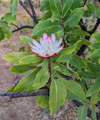 Image result for Protea angolensis