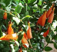 Image result for Halleria elliptica