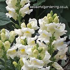 Check spelling or type a new query. Antirrhinum Snapdragon Planting And Growing Guide