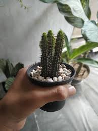 Image result for Euphorbia baylissii