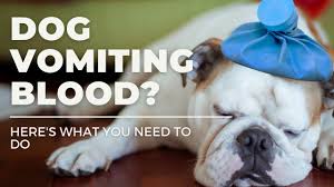 If your dog vomits yellow and foamy fluid before its morning meal or several hours after its evening meal, then your dog likely has bilious vomiting syndrome. Dog Vomiting Blood Here S What You Need To Do Dope Dog