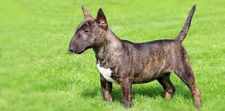 Image result for bulteriér