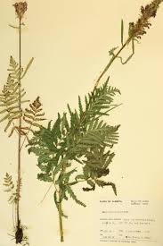 Image result for Orobanchaceae