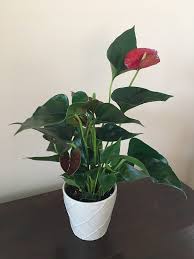 First Time Anthurium And First Time Repot In The Houseplants Forum -  Garden.Org