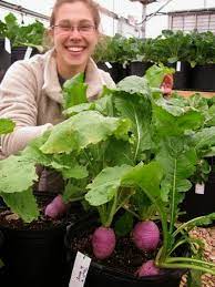 How To Grow Turnips In Pots Vegetable Gardening My Favorite Things Fall Garden Vegetables Winter Vegetables Gardening Growing Winter Vegetables