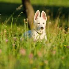 We did not find results for: 150 White Dog Names Your One Stop Shop To Find Your Pup S Name