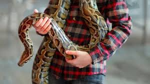 Umumnya jika memimpikan mengenai mimpi dililit ular di bagian perut, biasanya tabir mimpinya ada hubungannya mengenai suasana penuh semangat. Cari Tahu Arti Mimpi Ular Ini 10 Tafsirnya