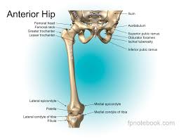 The knee is a strong but flexible hinge joint. Leg Anatomy