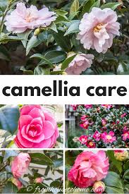 Camellia Care Guide How To Grow Gorgeous Camellias In Your Garden Gardening From House To Home In 2020 Shade Loving Shrubs Grow Gorgeous Blooming Plants
