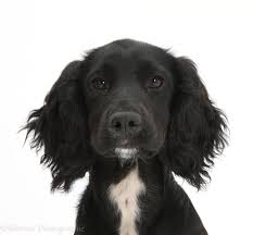 Maybe you would like to learn more about one of these? Dog Black Cocker Spaniel Pup Photo Wp35312