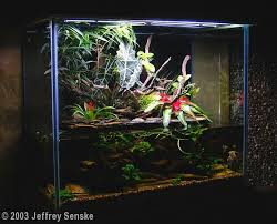 2003 Aga Aquascaping Contest Entry 78 Aquascape Green Trees Freshwater Aquarium