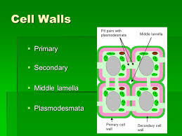 Plant anatomy primary cell wall. Plant Structure An Overview Plant Cells Cell Walls Primary Secondary Middle Lamella Plasmodesmata Ppt Download