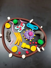Animal cell model with play doh. Shelby City Schools On Twitter Advanced Bio Students Constructing Plant Animal Cell Models To Demonstrate Prior Knowledge Playdough Scienceisfun Shelbypride Https T Co V6olmes8rz