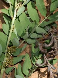 Image result for Indigofera ischnoclada