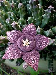 Image result for Orbea lugardii