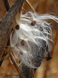 Plants Dried Milkweed Seeds Seed Pods Milkweed Pods