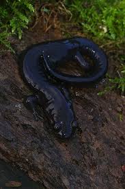 Pin By Chloe Krueger On Dead Eye Animals Reptiles And Amphibians Amphibians Reptiles