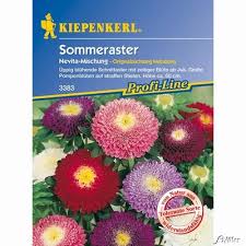 Pflanzenversand mit großer auswahl fordern sie hier unseren kostenfreien garten katalog an. Sommeraster Nevita Mischung Von Garten Schluter Auf Blumen De Kaufen
