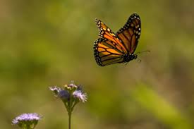 Pin On Butterfly