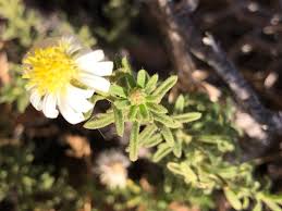 Image result for Felicia clavipilosa