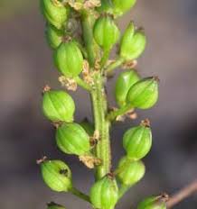 Image result for Juncaginaceae