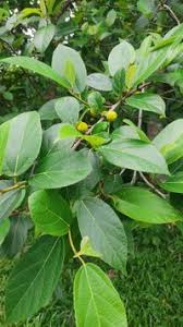 Image result for Ficus exasperata