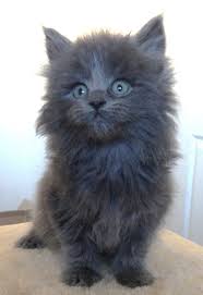 Norsk skogkatt or norsk skaukatt) is a breed of domestic cat originating in northern europe. Grey Norwegian Forest Cat Kitten