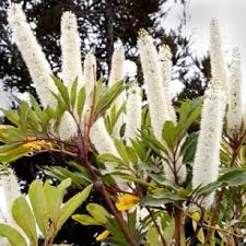 Image result for Cunonia capensis