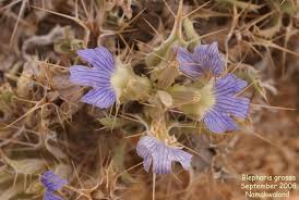 Image result for Blepharis