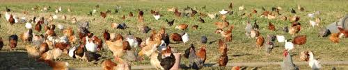 This is very useful information for poultry farmers. Backyard Poultry Farming Native Bird Organic Chicken Local Taste