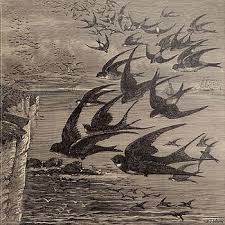 Birds Of A Feather Song Original Little Birds Neutral Milk Hotel Artwork Little Birds Song Wikipedia The Free Encyclopedia Neutral Milk Hotel Art Cover Art