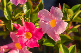 Mandevilla is a genus of about 200 species of climbing perennials in the family apocynaceae, mostly native to south america. Mandevilla Plant Care Growing Guide