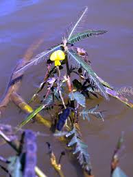 Image result for Aeschynomene pawekiae