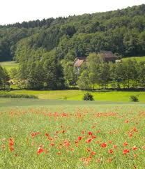 12 wohnungen in gladenbach gefunden. Wohnen Im Grunen Wohnung In Gladenbach Friebertshausen