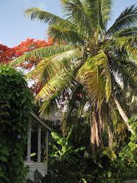 Royal poinciana needs full sun and dry to moist soil and is hardy in southern florida and the florida keys. Key West Diary Flame Trees