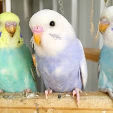 Birds Budgies Cockatiels Parakeets Pets Animals Keets Budgerigar Australia Natural Aviary Parrots Bird Nati Budgies Cute Birds Baby Animals Funny