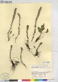 Image result for Veronica abyssinica