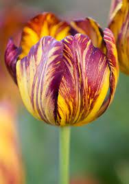 Pin On Tulpes