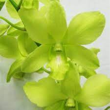 Nuevo Green Dendrobium Orchids Fiftyflowers Com Green Orchid Dendrobium Orchids Orchids