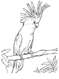 Set off fireworks to wish amer. Cockatoo Coloring Pages Download And Print Cockatoo Coloring Pages