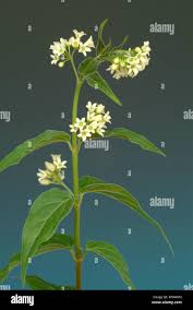 Image result for Vincetoxicum