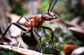 Carpenter ants are an ant species known for the damage they enjoy inflicting on wood, which can be devastating to a home structure. Do It Yourself Pest Control For Ants Inside And Outside The Home