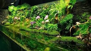 Large Paludarium Imagine How Humid Your House Will Be Aquarios Incriveis Ideias Para Aquario Jardim De Musgo