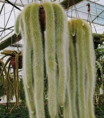 Tap water will do just fine for cacti, but. 110 Succulent Wish List Ideas In 2021 Succulents Planting Succulents Plants