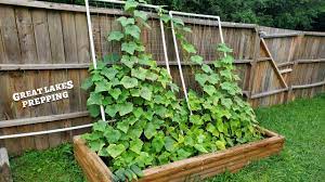 Cucumber trellises save space in the garden, and make harvesting a breeze. Pvc Garden Trellis Easiest Cheapest Diy Vegetable Trellis Youtube