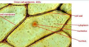 Conclusions answer the following questions in your lab notebook. Cells Under A Microscope By Jaimarie Nelson