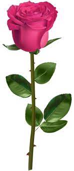 Rose Su Stem Pink Skaidriais Png Atvaizdais Flower Drawing Flower Phone Wallpaper Amazing Flowers